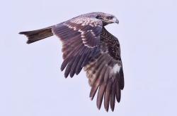 包含乌兹别克斯坦豪门雄鹰振翅高飞的词条